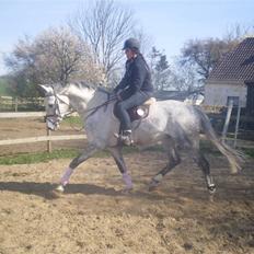 Hollandsk Varmblod Quick Silver(sendt tilbag