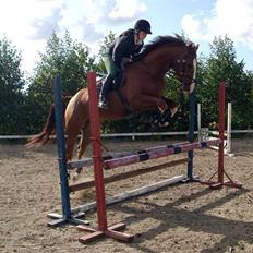 Hannoveraner Son Altesse Avero