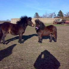 Shetlænder Ronja