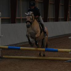 Fjordhest • Fimpe (Freja)