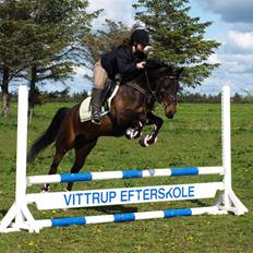 Anglo Araber (AA) Elize ( Solgt :'()