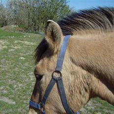 Anden særlig race Julie