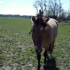 Anden særlig race Julie