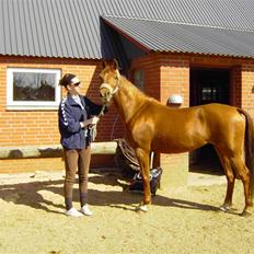 Welsh Cob (sec D) Waardhoeve's ilona *LÅNTE*