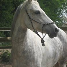 Sportsaraber (A) Destiny Xpart