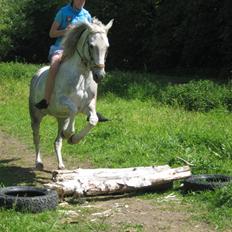 Sportsaraber (A) Destiny Xpart