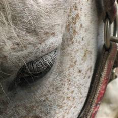 Sportsaraber (A) Destiny Xpart