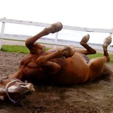 Anden særlig race Valentin