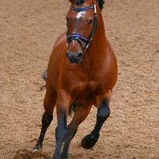 New Forest Horsemosens Navarone NFHR 92