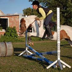 Anden særlig race Tøsen Red SOLGT. <3