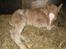 Tyroler Haflinger Walando 