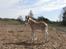 Tyroler Haflinger Walando 