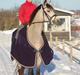 Welsh Pony af Cob-type (sec C) / DSP Korreborg's Chablis