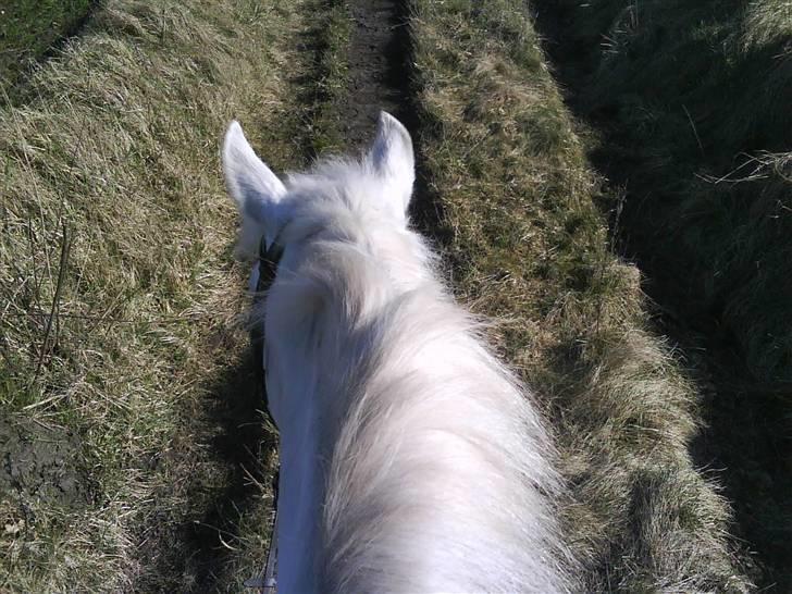 Anden særlig race Pacha Rex Arabi billede 9