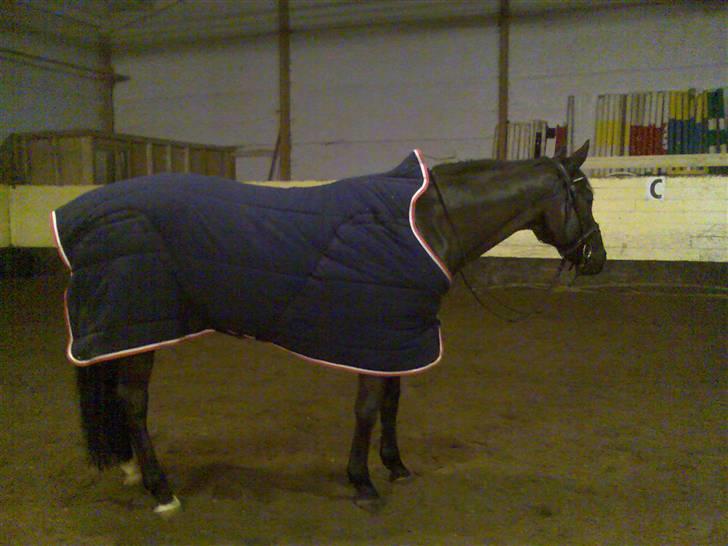 Dansk Varmblod Poseidon V billede 12