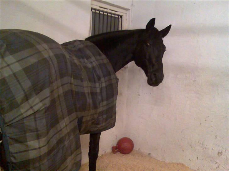 Dansk Varmblod Poseidon V billede 13