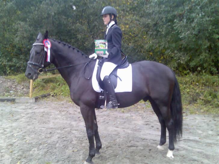 Dansk Varmblod Poseidon V billede 14