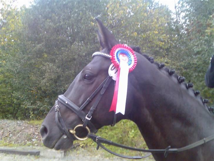 Dansk Varmblod Poseidon V billede 15