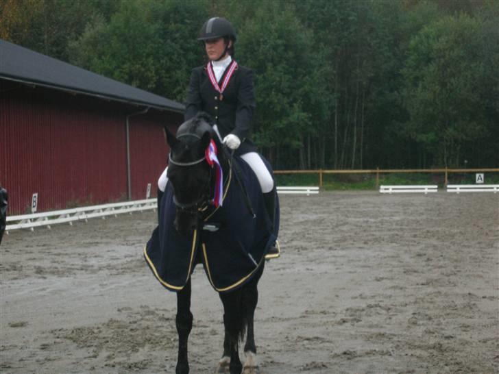 Dansk Varmblod Poseidon V billede 16