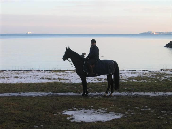 Dansk Varmblod Poseidon V billede 17