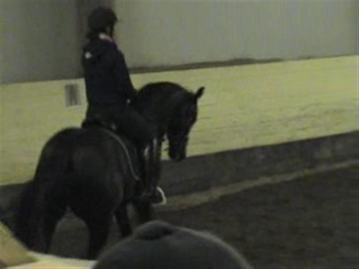 Dansk Varmblod Poseidon V billede 18