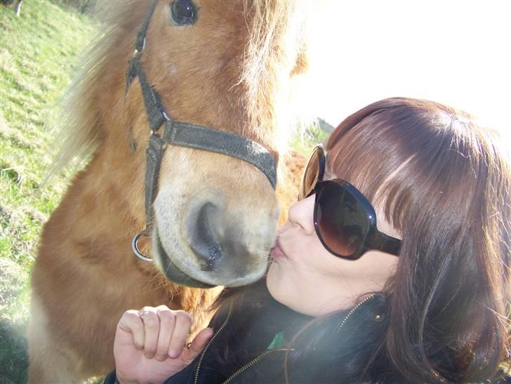 Shetlænder Brutalis *solgt* billede 9