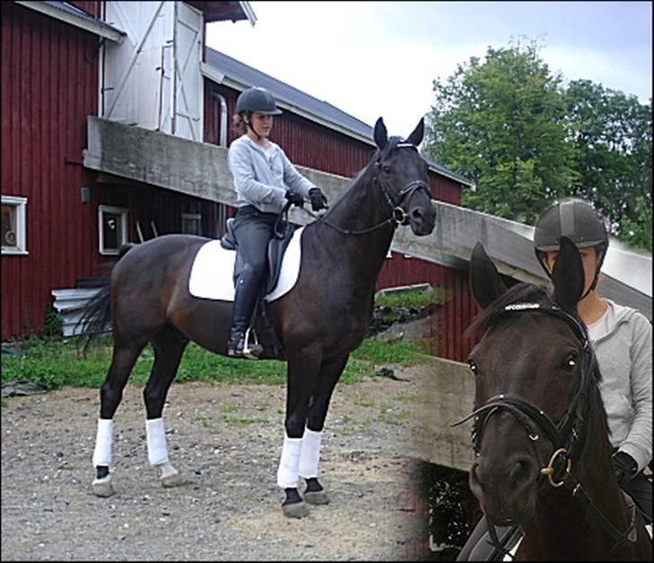 Dansk Varmblod Poseidon V billede 19