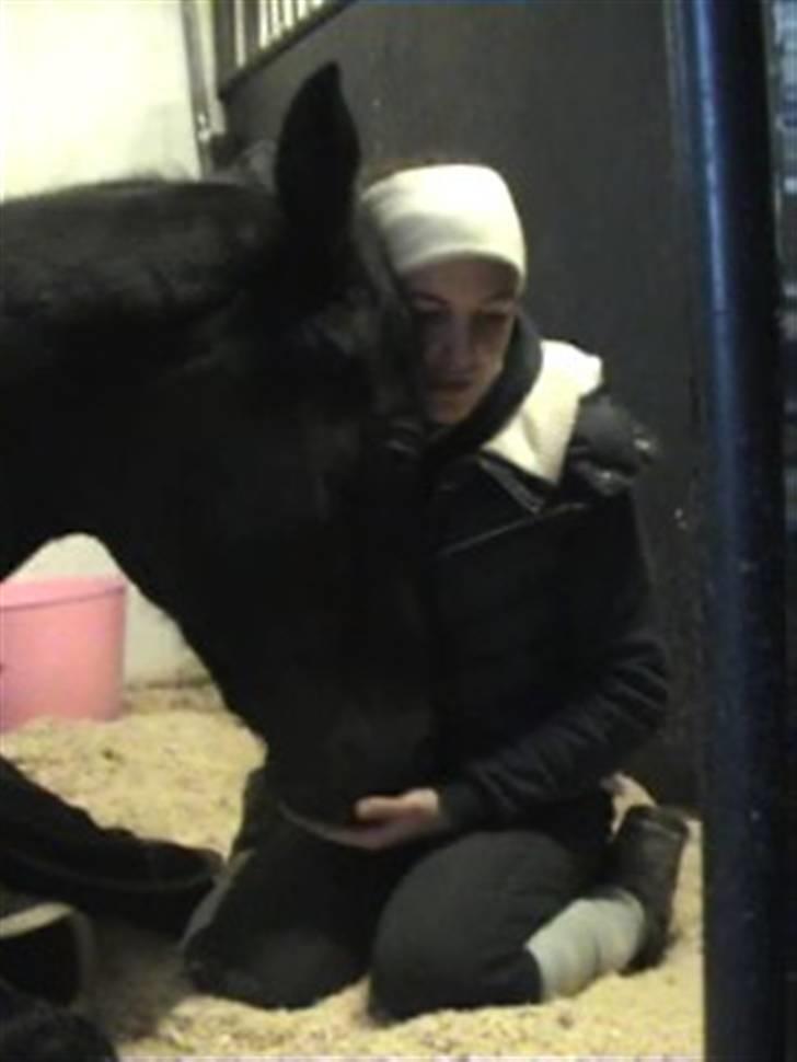 Dansk Varmblod Poseidon V billede 20