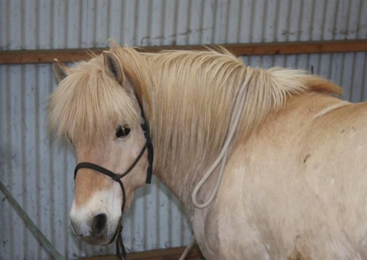 Fjordhest Claus :D - 1) Velkommen til Claus´s profil :D  Foto: Kathrin P billede 1