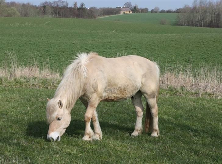 Fjordhest Claus :D - 2) Claus på folden. Foto: Mig selv xD billede 2