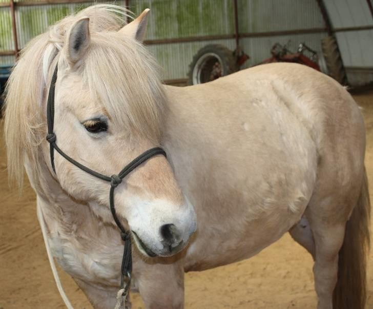 Fjordhest Claus :D - 3) Claus <3 Foto: Kathrin P billede 3