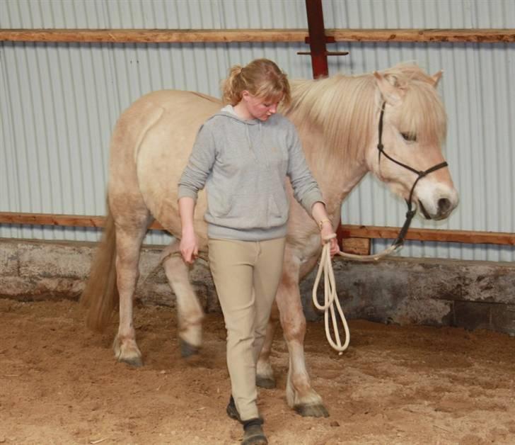 Fjordhest Claus :D - 4) Lidt træning fra jorden. Foto: Kathrin P billede 4