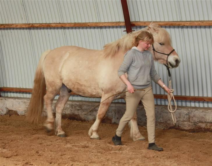 Fjordhest Claus :D - 5) træning Foto: Kathrin P billede 5