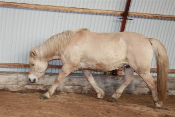 Fjordhest Claus :D - 6)Claus i trav C: Foto: Kathrin P billede 6