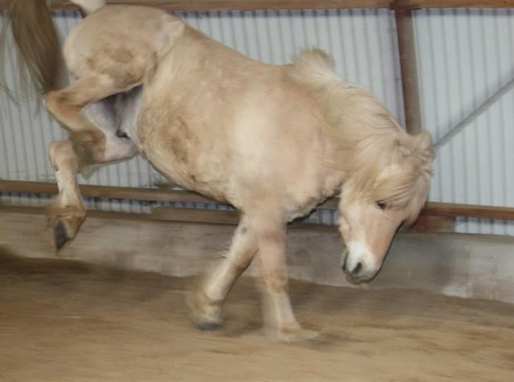 Fjordhest Claus :D - 7) Typisk Claus :D . sjov og balladeFoto: Kathrin P billede 7