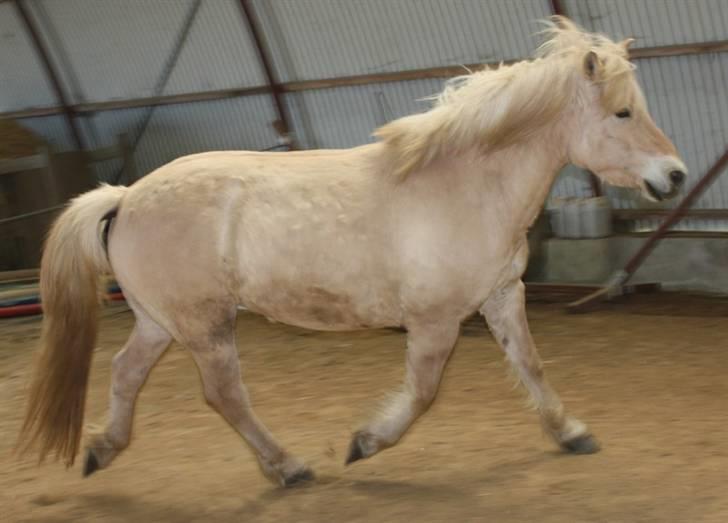 Fjordhest Claus :D - 8) i trav igen :) Foto: Kathrin P billede 8