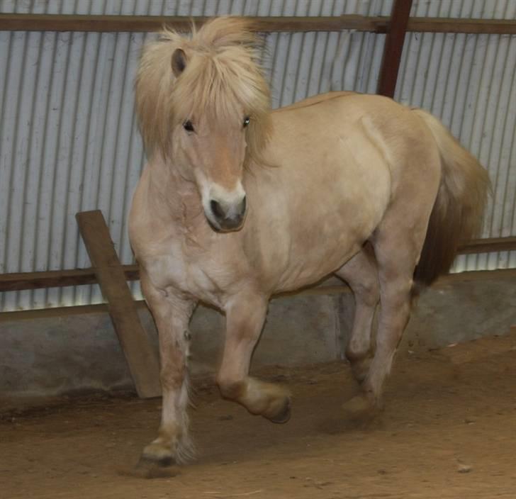 Fjordhest Claus :D - 9) .. den smukke dreng..Foto: Kathrin P billede 9