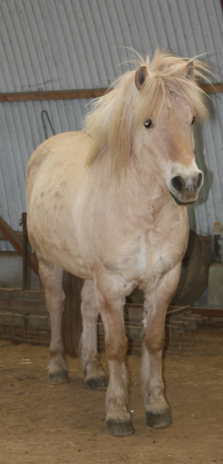 Fjordhest Claus :D - 10) <3 Foto: Kathrin P billede 10