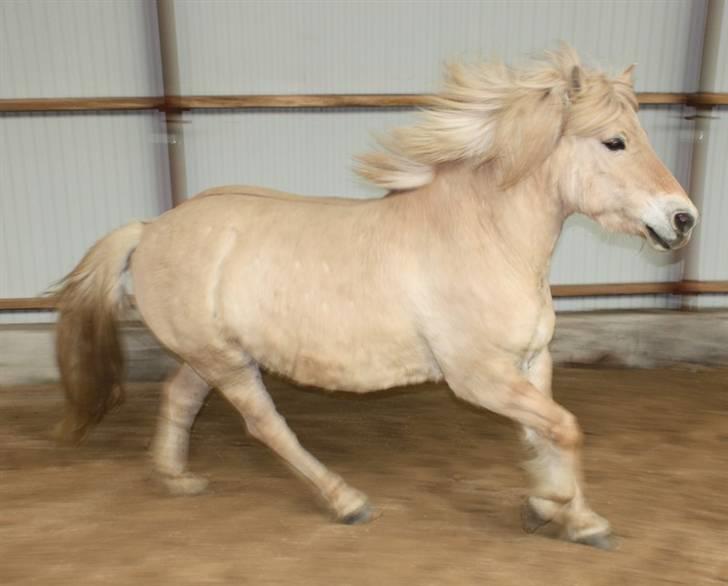 Fjordhest Claus :D - 11) Claus i gallop ;) Foto: Kathrin P billede 11