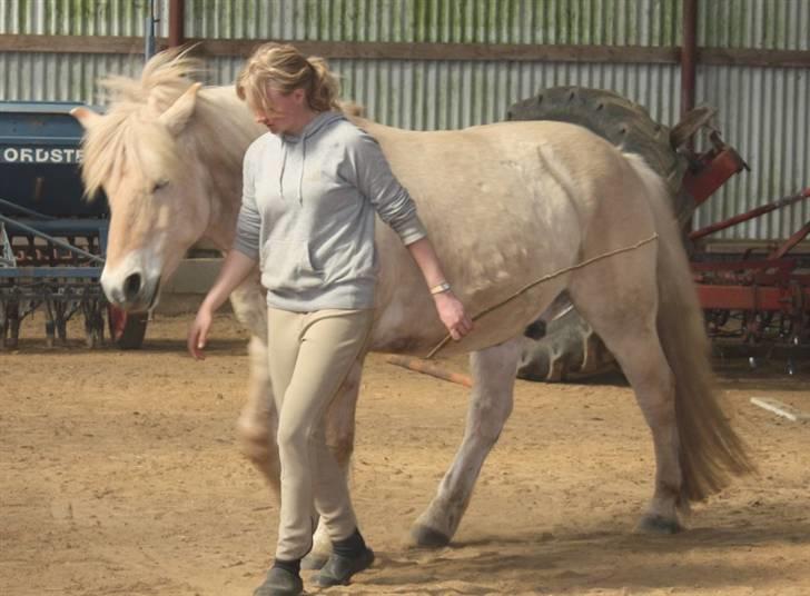 Fjordhest Claus :D - 12) .. træning igen.. Foto: Kathrin P billede 12