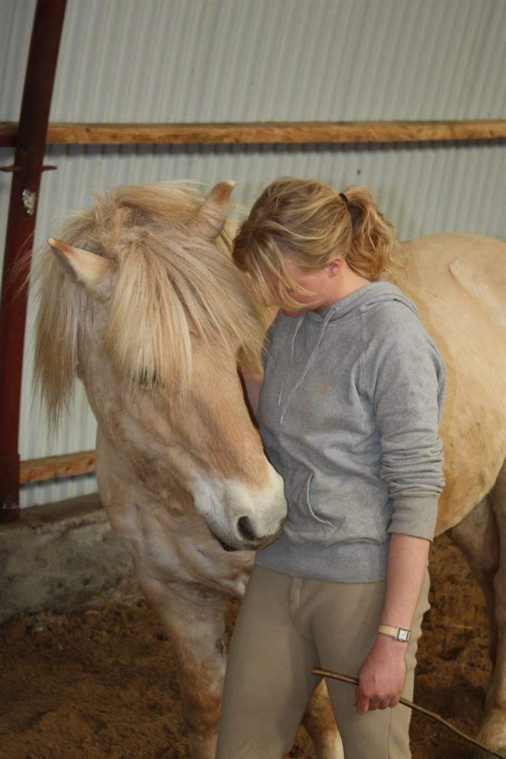 Fjordhest Claus :D - 13) .. <33 han er og blir´ herlig, Foto: Kathrin P billede 13