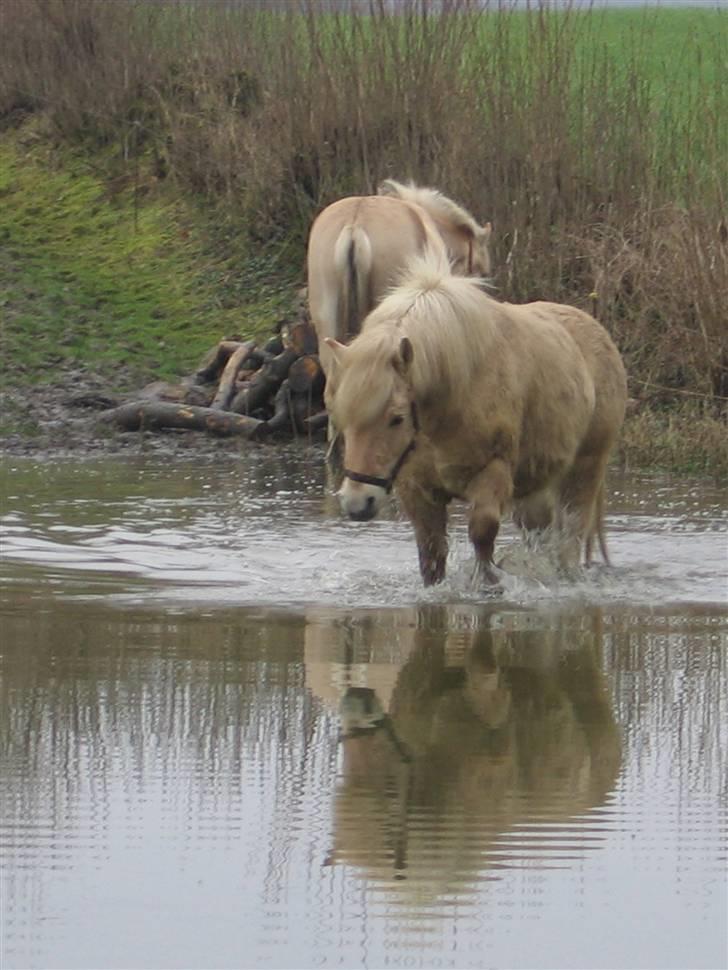 Fjordhest Claus :D - 15) Claus i vandet ! ;) Foto: mig xD billede 15