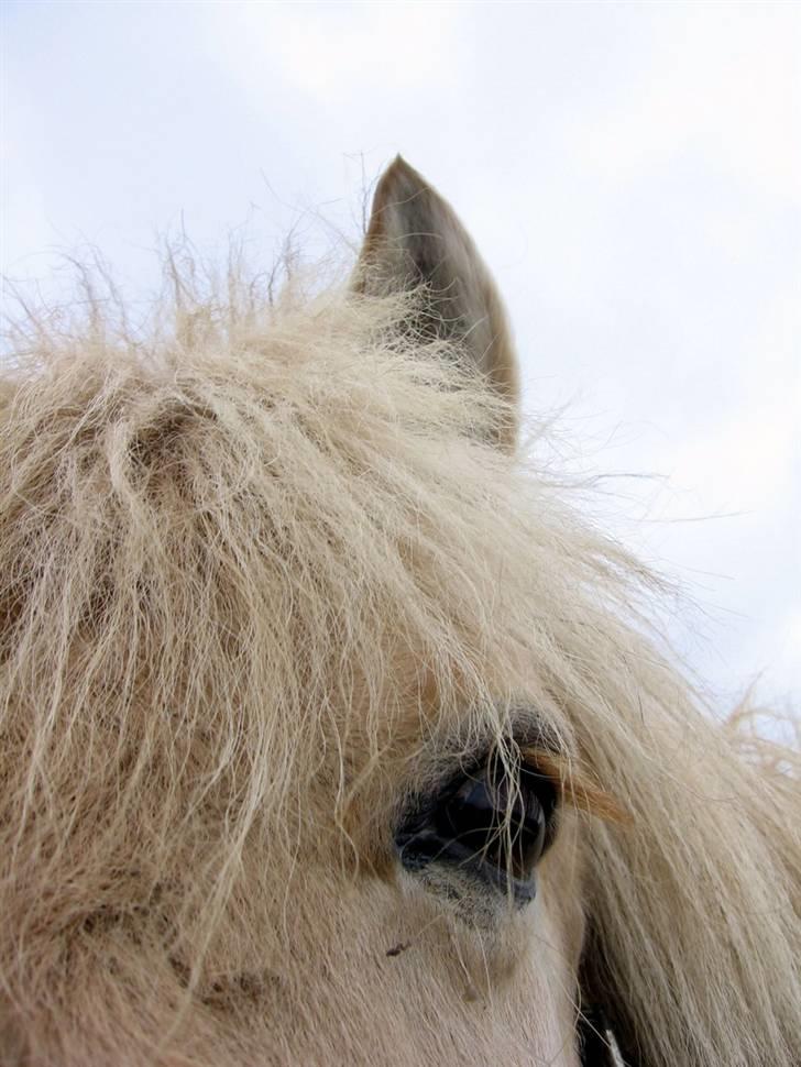 Fjordhest Claus :D - 16) . den smukke hest .. Foto: Mig xD billede 16