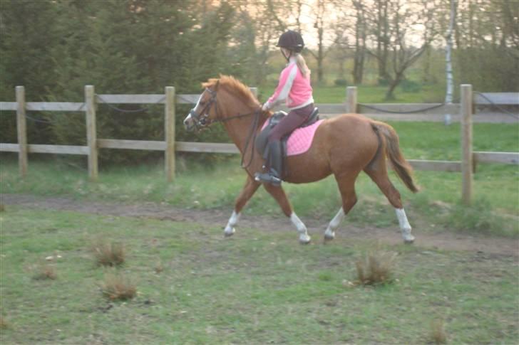Welsh Mountain (sec A) Lady solgt :'( billede 14