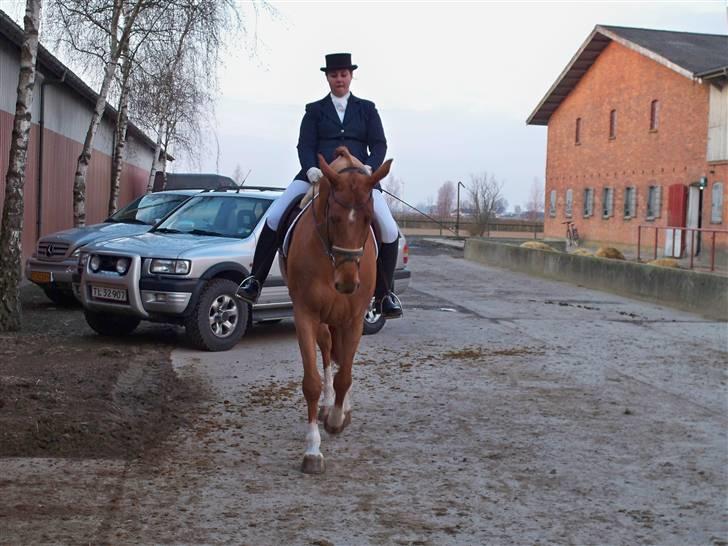 Dansk Varmblod Lathin - Stævne Lollands sportsrideklub 2. plads i MB0 med 64% billede 16