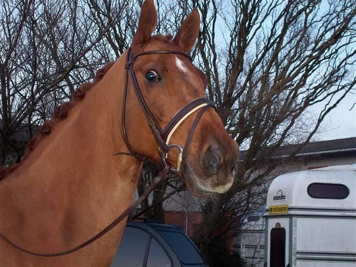 Dansk Varmblod Lathin billede 18