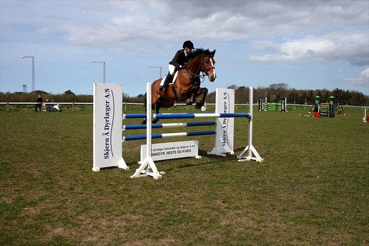 Dansk Varmblod Holmgårds Quatro - SOLGT! - Distriktsstævne i Ringkøbing maj 2010, første MB1* :) billede 9