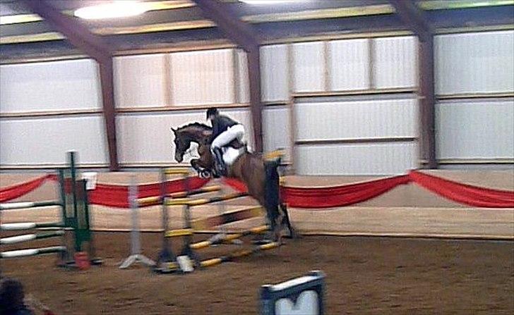 Dansk Varmblod Holmgårds Quatro - SOLGT! - MB i Holstebro d. 16-01-11. Foto: Far. billede 10