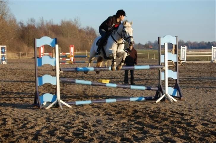 Connemara Nørlunds Cappuccino billede 4