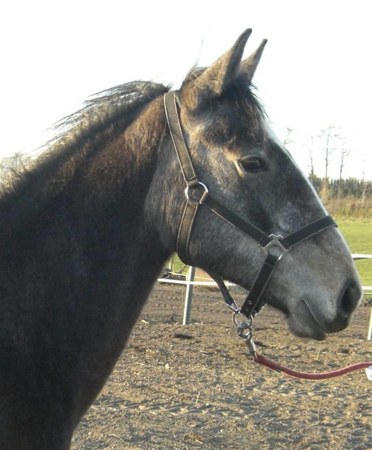 Anden særlig race Cara - SOLGT - april 09 billede 10